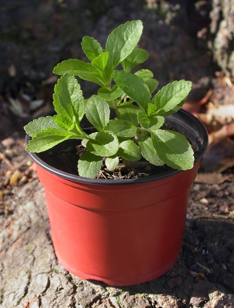 Uma pequena planta verde em um vaso.