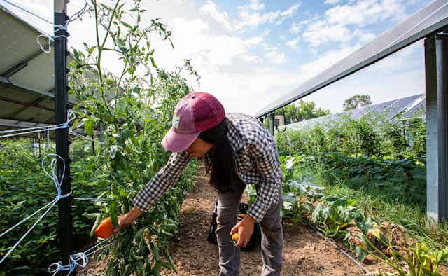 A woman a baseball hat picks tomatoes from plants next to tilted solar panels.