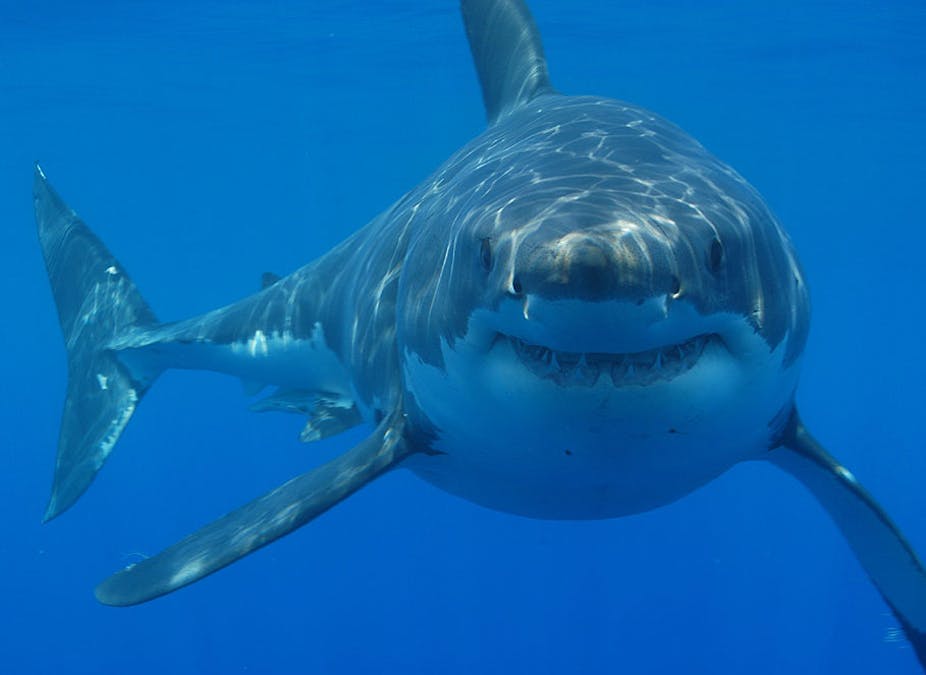The exciting prospect of a great white shark in UK waters