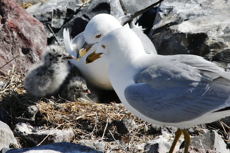 Ring billed gull family - two adults and two chicks - on rocks