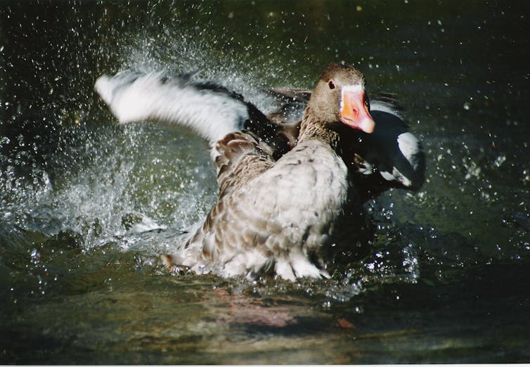 Greylag goose landing on the water