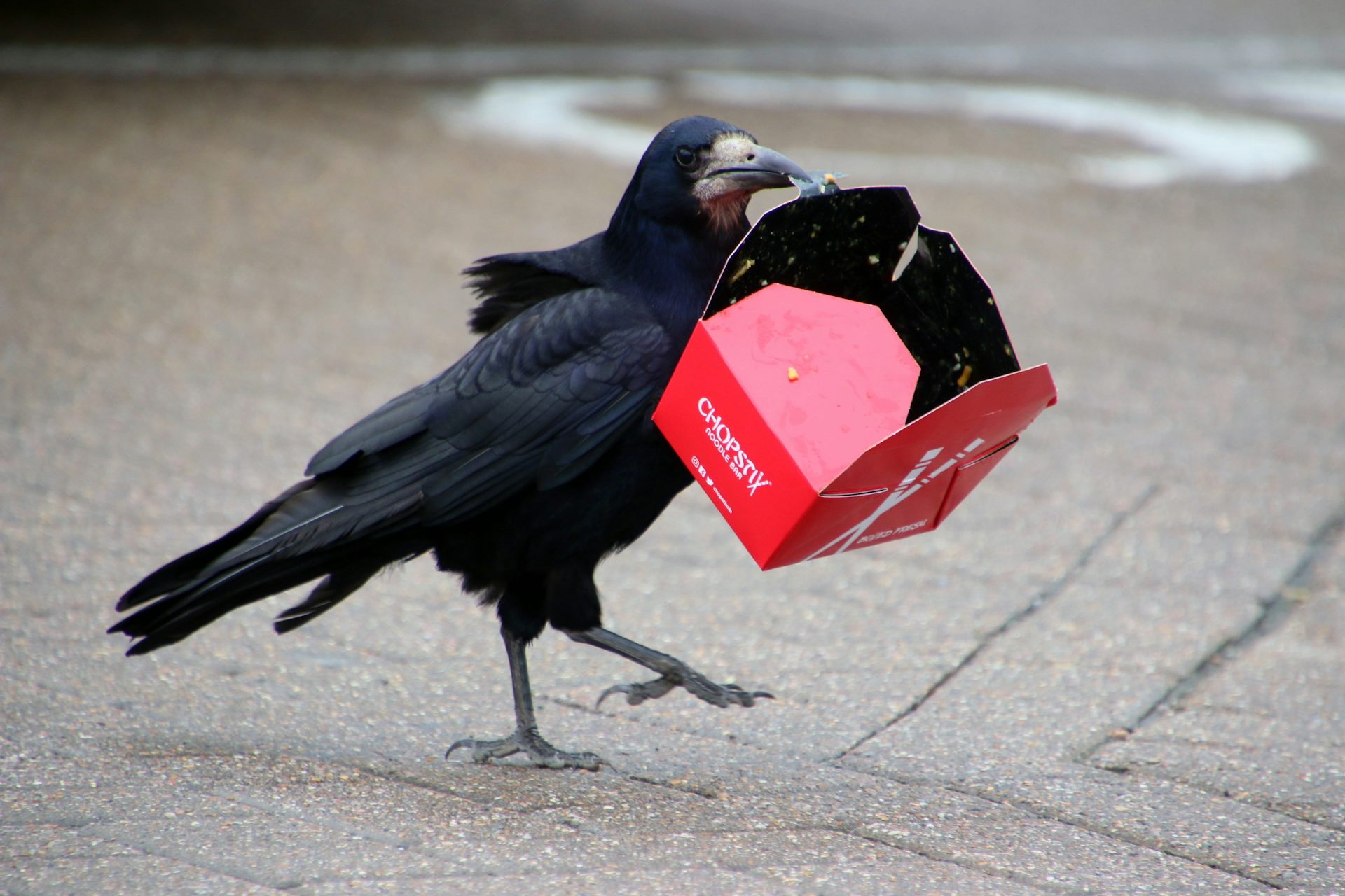 Large black rook carrying a discarded red cardboard food box