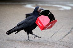 Large black rook carrying a discarded red cardboard food box