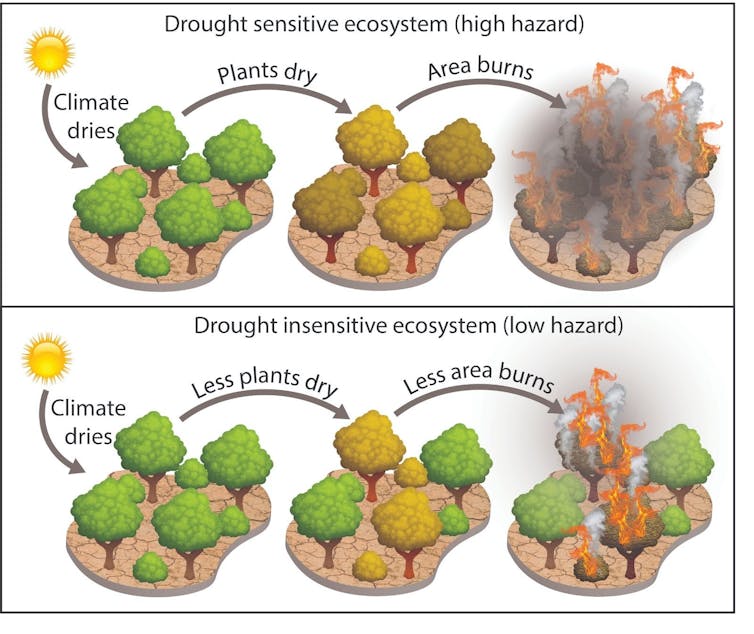 Illustration showing how drier plants lead to more fire.