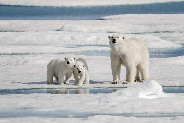 Polar bear mother and two cubs