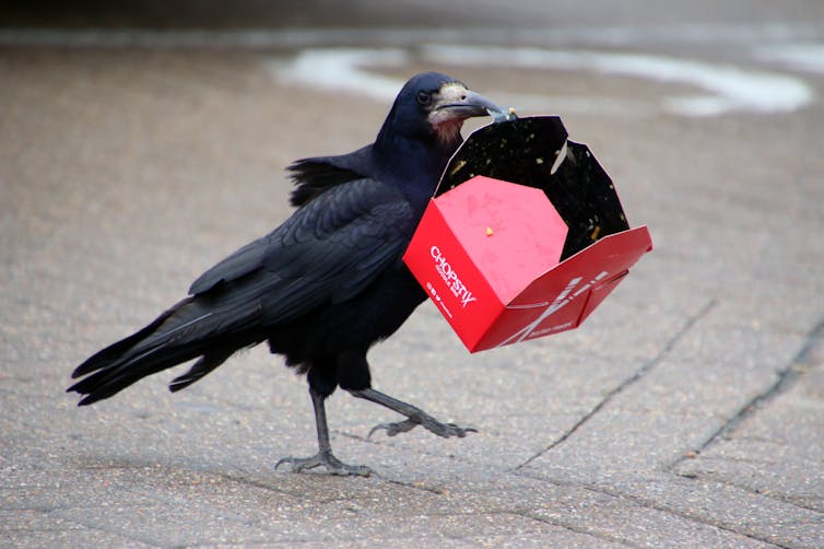 A rook carrying a takeaway box in its beak.