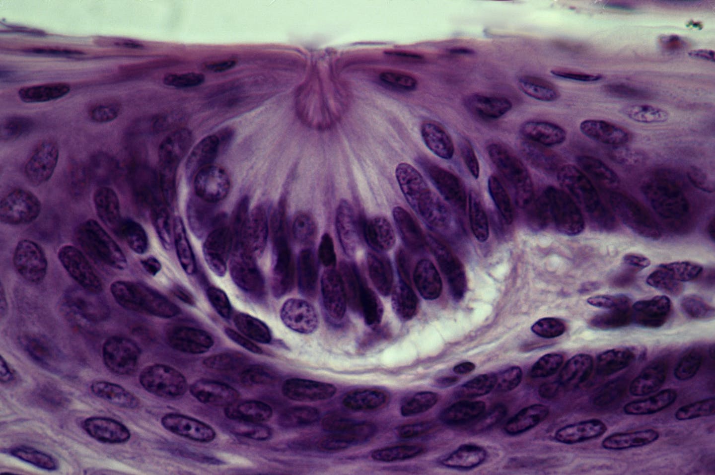 Microscopic view of cells just below the surface of the tongue.