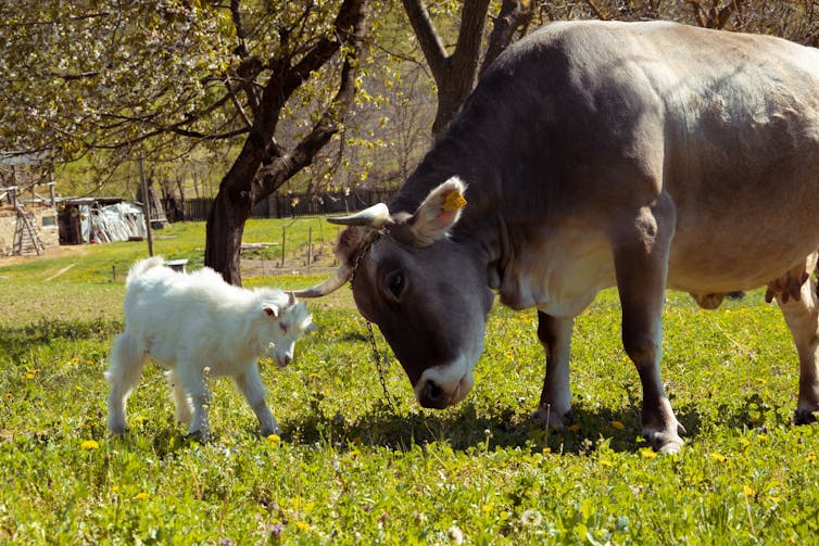 A large brown cow and a white baby goat