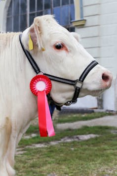 A cow with a red ribbon pinned to its harness
