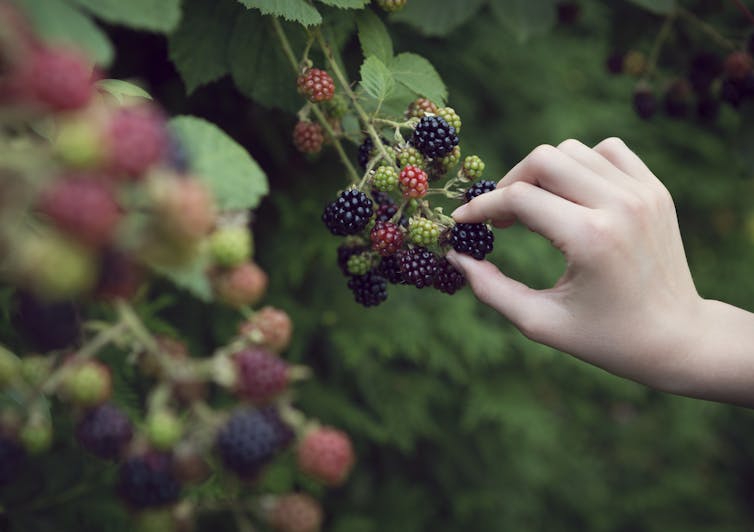 woman's hand picking berries