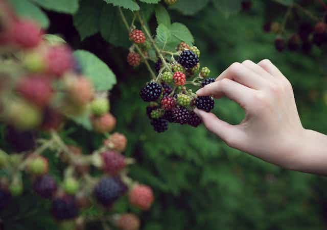 hand reaches toward ripening berries