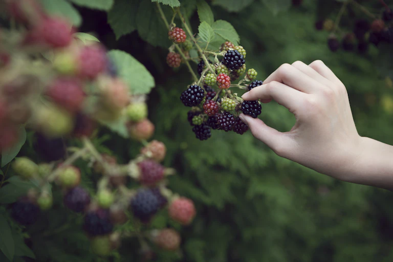 hand reaches toward ripening berries