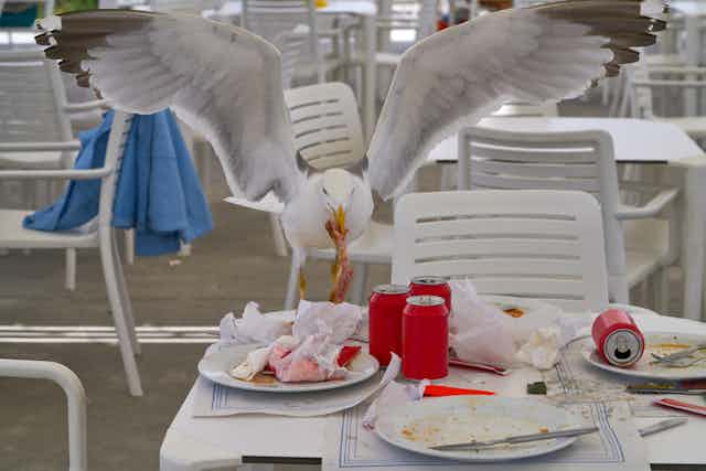 Seagull eating food from an empty restaurant table