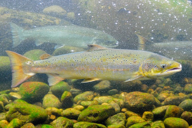 An Atlantic salmon swims in a freshwater stream.