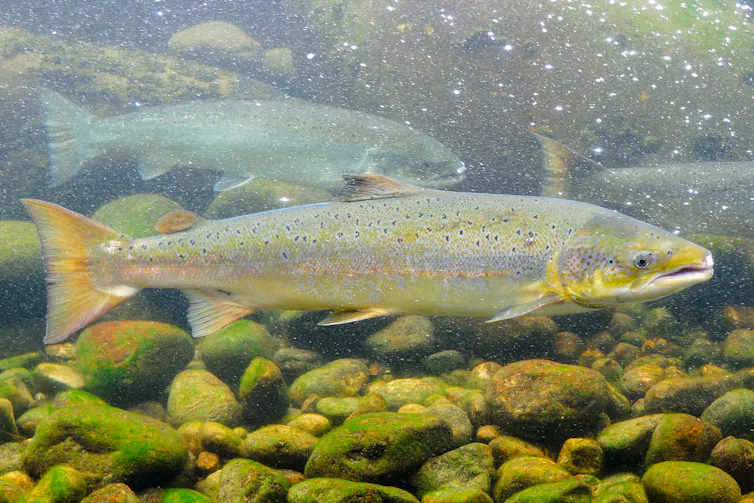 An Atlantic salmon swims in a freshwater stream.