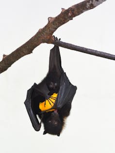 A black bat hanging upside down from a branch holding a fruit