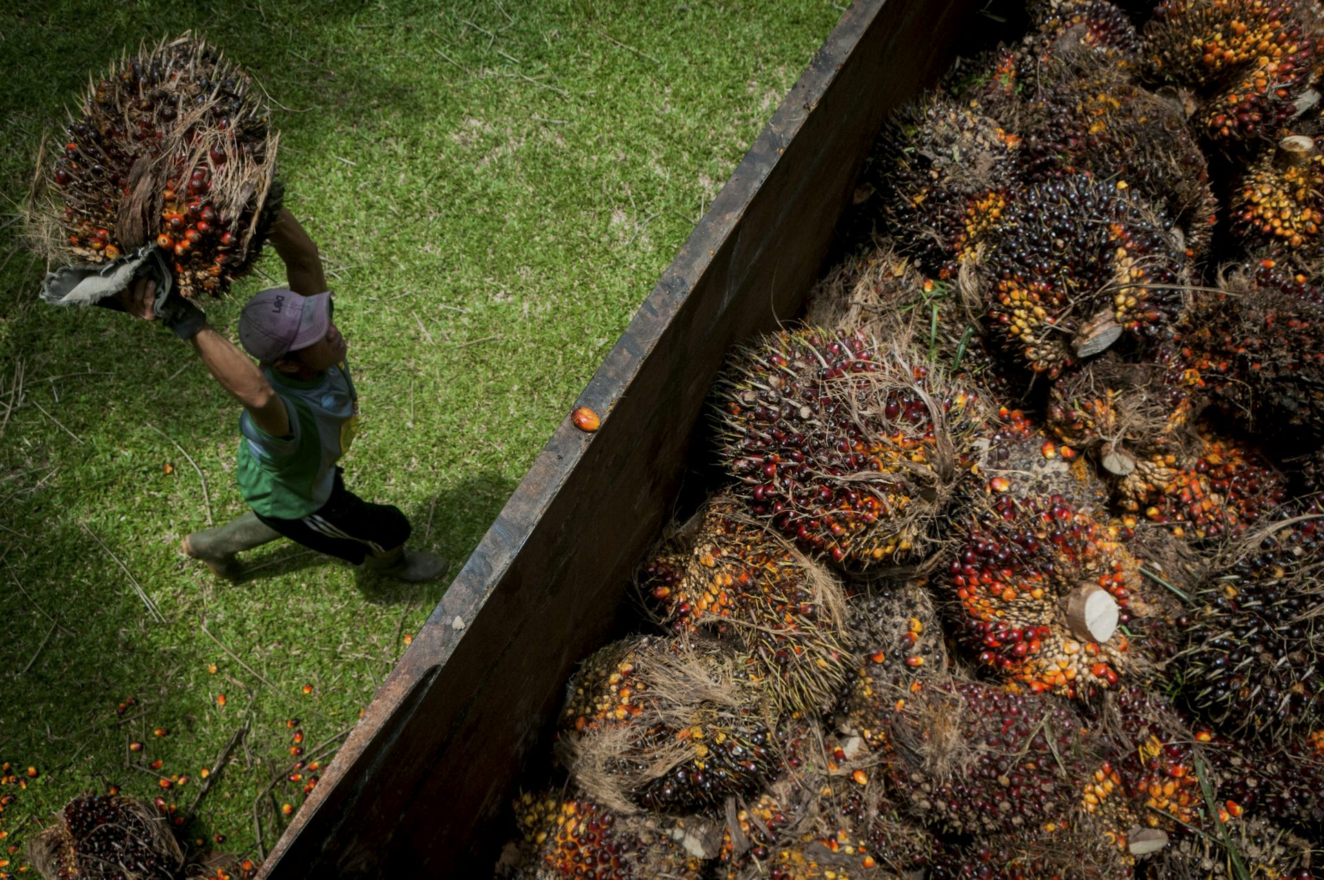 Indonesia bisa pangkas emisi dari sektor sawit melalui pemanfaatan bioetanol