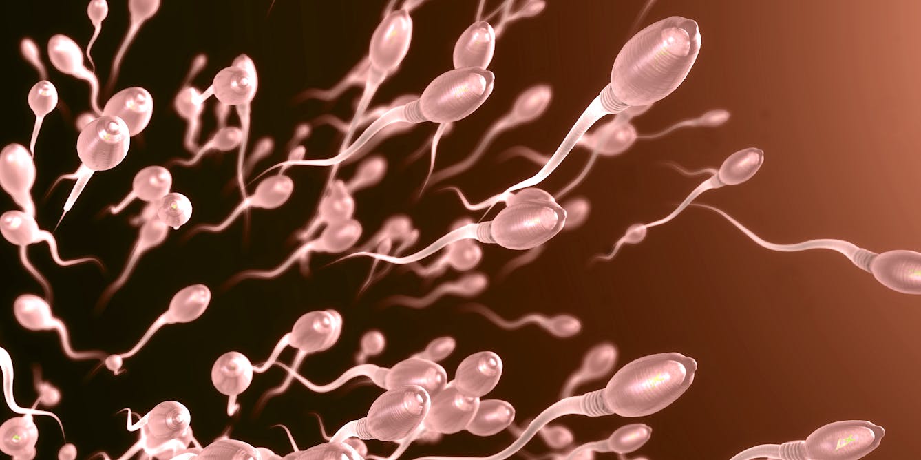 Женские спермии. Сперматозоид в микроскопе. Сперматозоид под микроскопом. Сперматозоид картинка. Головастик сперматозоид.