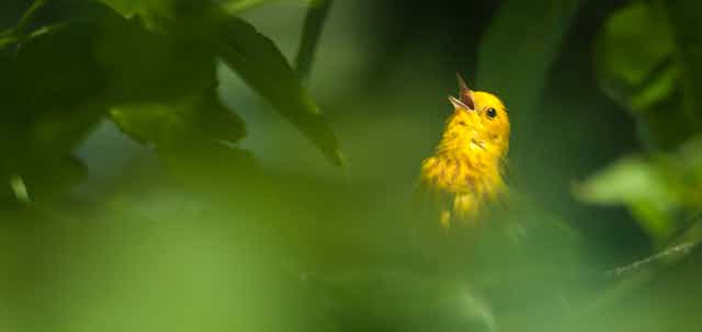 pájarillo amarillo (reinita de manglar) con pico abierto oculto entre vegetación verde