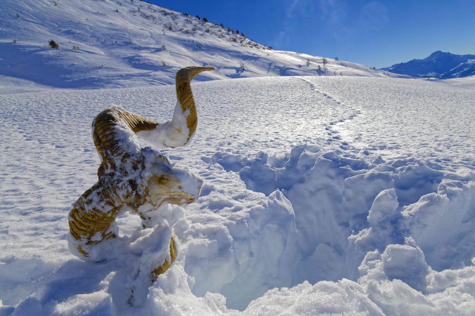 Crane de mouflon dans la neige. Des traces de pattes de loups s'en éloignent, un vers le fond de l'image, l'autre vers la gauche.