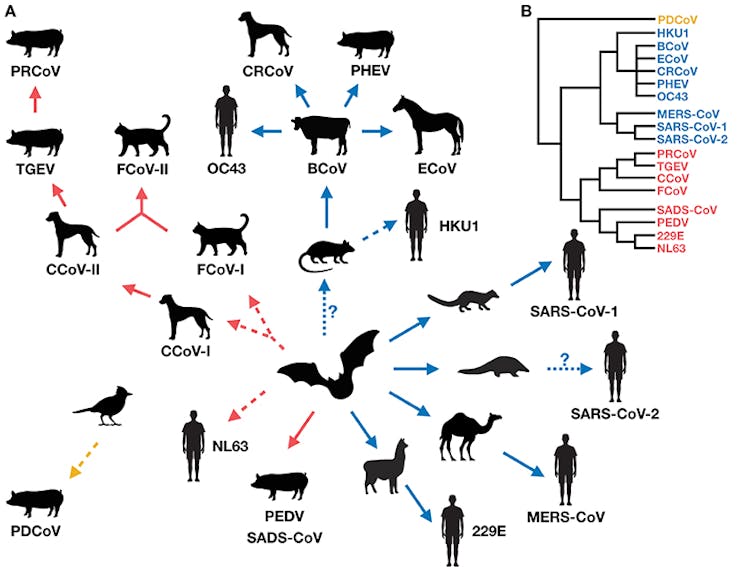 Transmisión cruzada de coronavirus entre humanos e mamíferos domésticos. Cross-Species Transmission of Coronaviruses in Humans and Domestic Mammals, What Are the Ecological Mechanisms Driving Transmission, Spillover, and Disease Emergence? Nova, N. 2021. 9:717941.