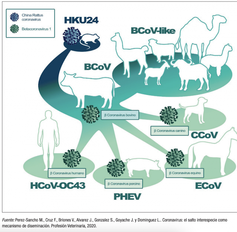 coronavirus catarro