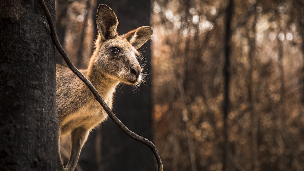 Surprisingly few animals die in wildfires – and that means we can help more  in the aftermath