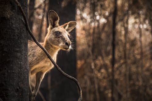 Surprisingly few animals die in wildfires – and that means we can help more in the aftermath