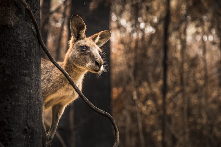 kangaroo in burned landscape