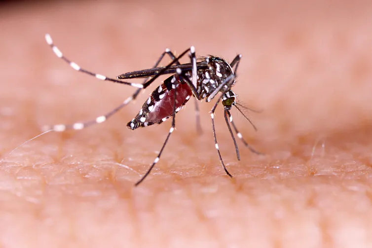 An aedes aegypti mosquito