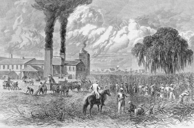 Engraving of workers cutting cane, supervised by overseer on horseback