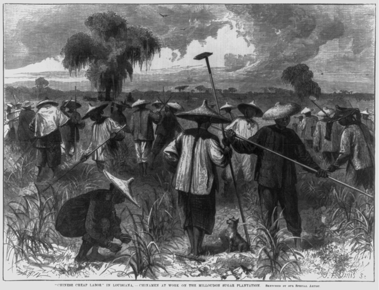 Engraving of men in conical hats working in cane fields.