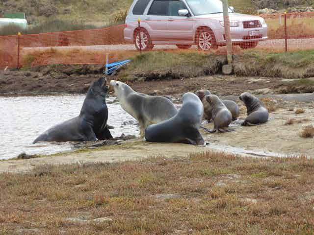 Three adult sea lions and pups at the edge of a pond near a road