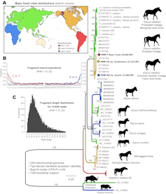 Palyginkite arklių genomus, rekonstruotus iš nuosėdų ir kaulų