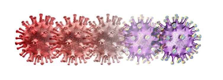 Illustration of a row of coronaviruses in a gradient of colours