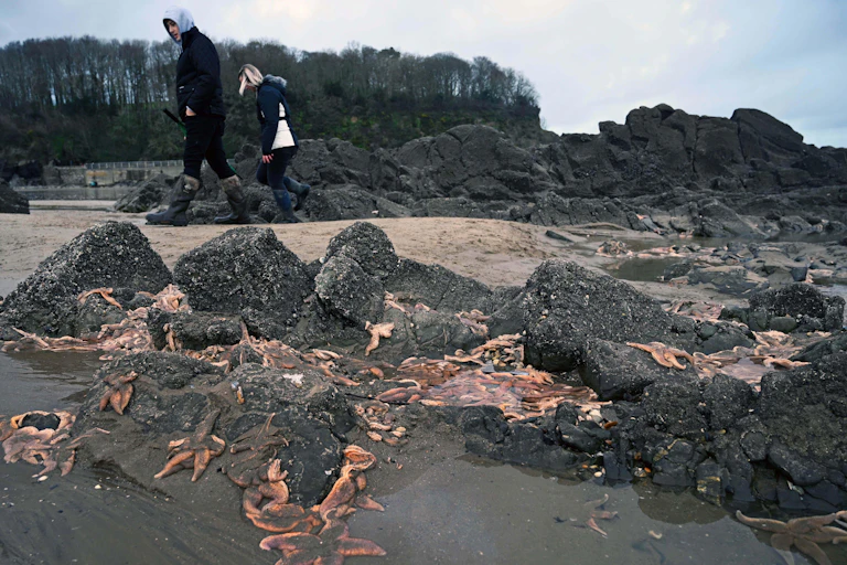 Starfish on a Welsh beach.