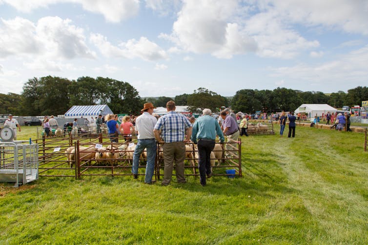 A group of farmers seen from the back looking over a sheep pen at an agricultural show.
