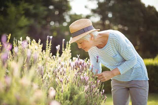 A senior woman smells lavender.