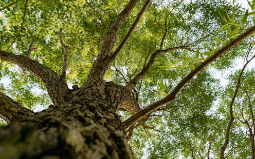 Without urgent action, these are the street trees unlikely to survive climate change