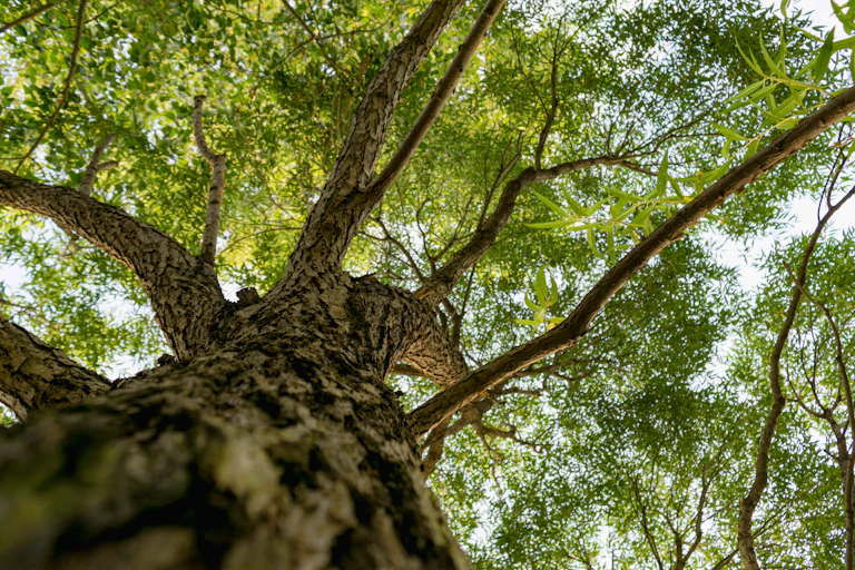 large tree and leaves from below