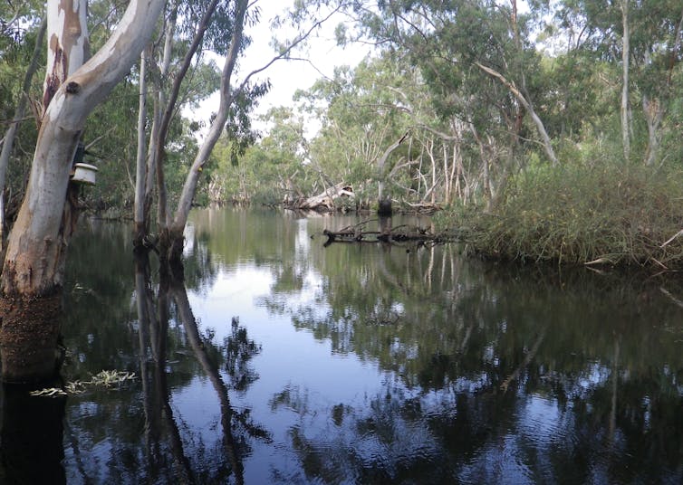 A view of a forest wetland, with water surrounded by tall gum trees