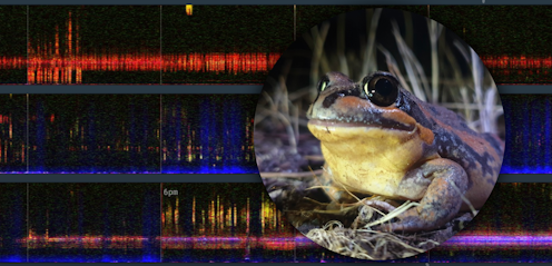 Experience the spectacular sounds of a Murrumbidgee wetland erupting with life as water returns