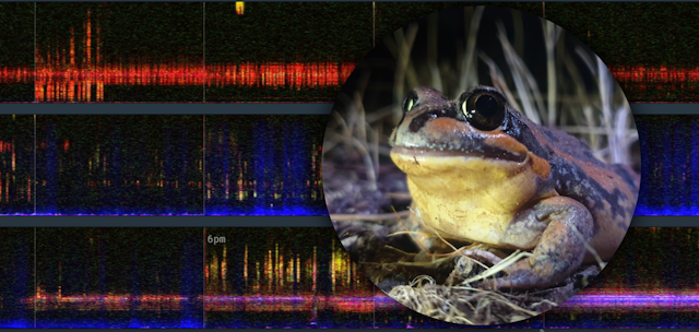 Spectrograms of wetlands audio and an inland banjo frog