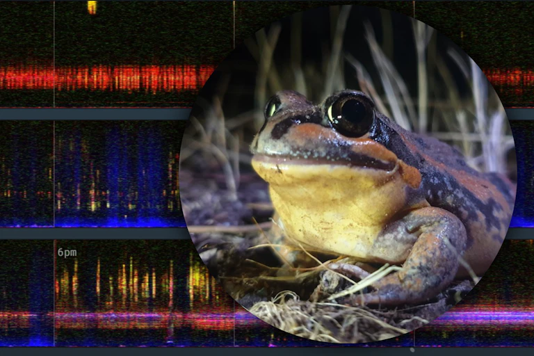Spectrograms of wetlands audio and an inland banjo frog