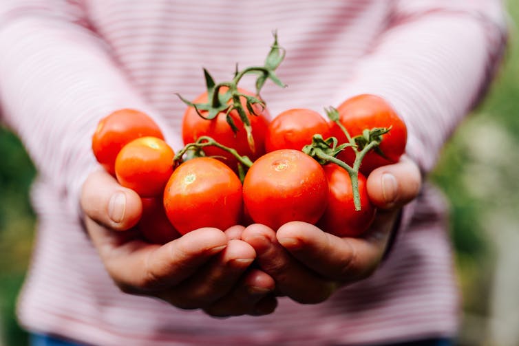 Person holding tomatoes.