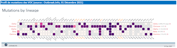 Profils de criblages des différents variants.