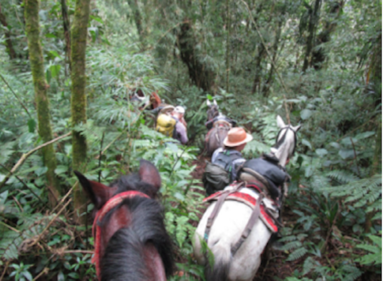 Cientistas trekking com cavalos pela floresta tropical
