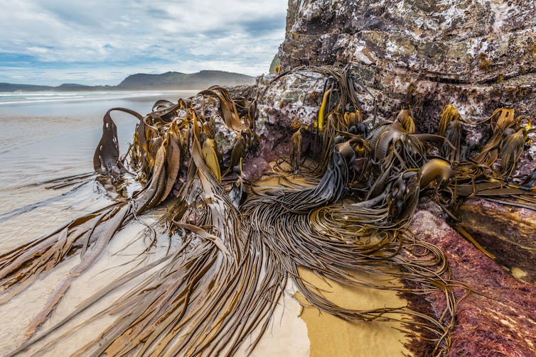 bull kelp clinging to rocks at beach