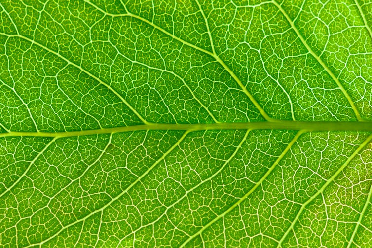 close up of leaf