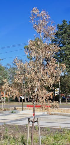 Dead tree near tram lines